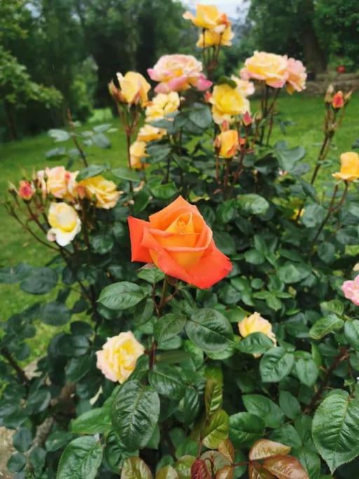 La Flor De Toranzo "Vive Los Valles Pasiegos" Prases Extérieur photo